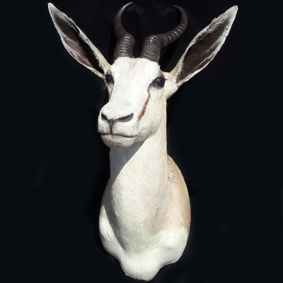 White springbok Чучело африканской белой антилопы Спрингбок таксидермия