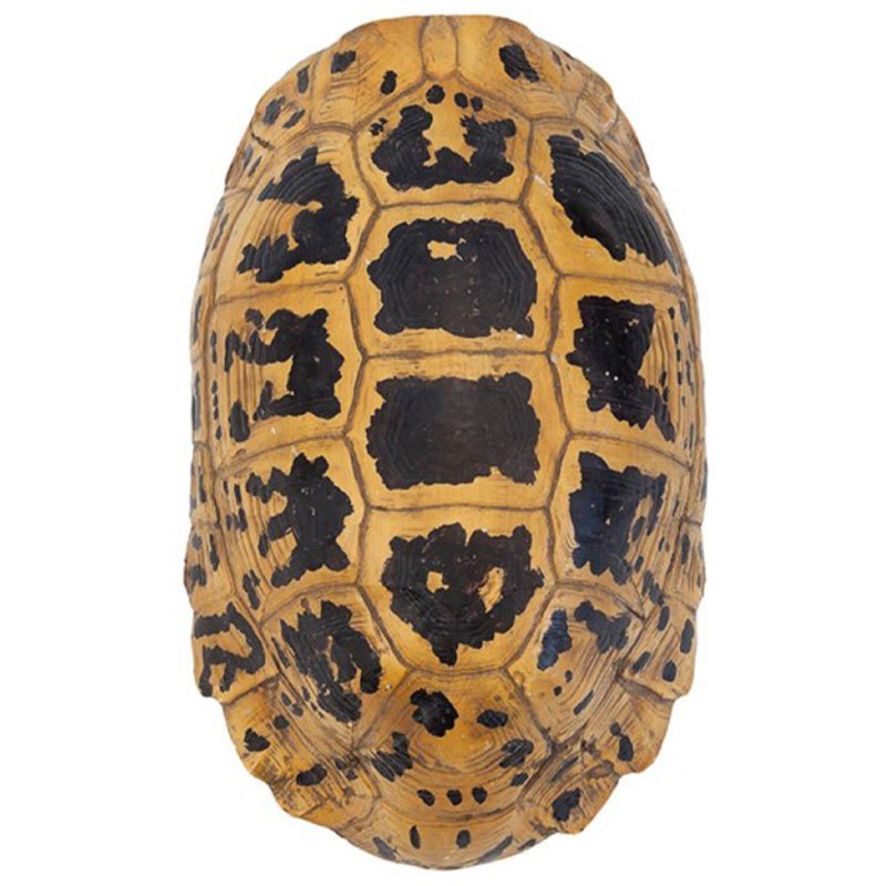 Аксессуар Turtle Hermanni Shell