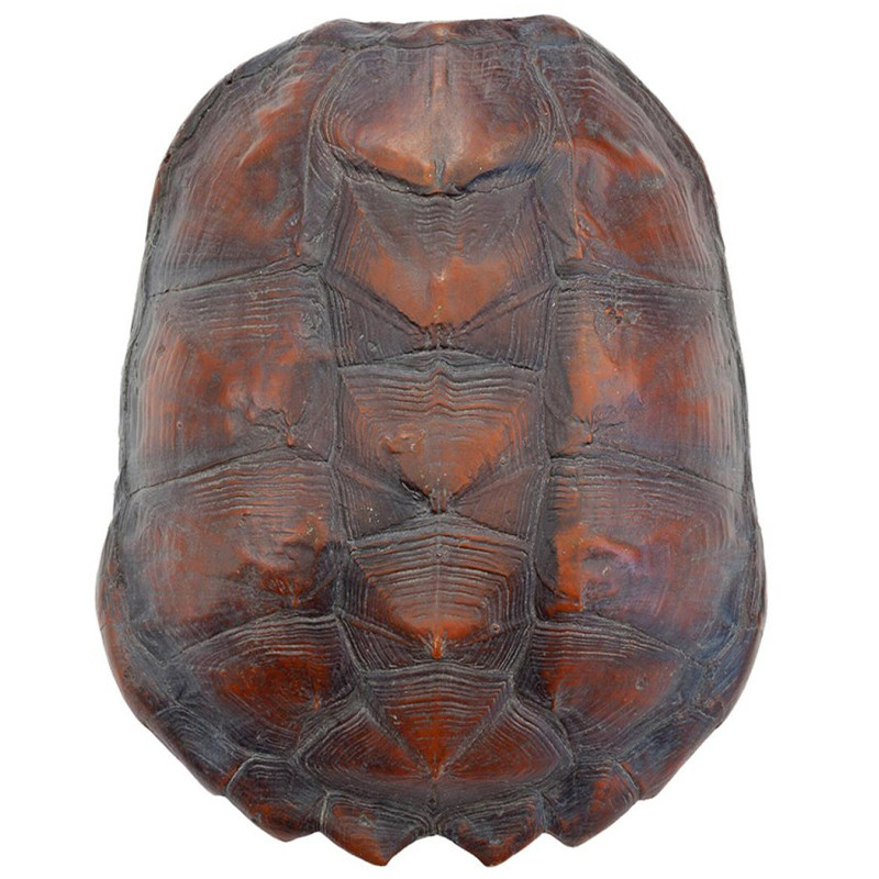 Аксессуар Turtle Shell Big Natural