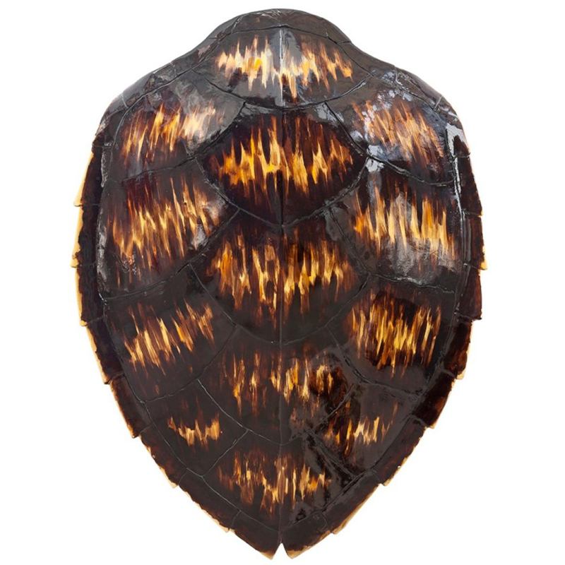 Аксессуар Turtle Shell Motley Natural по цене 55 500 руб. купить в ...