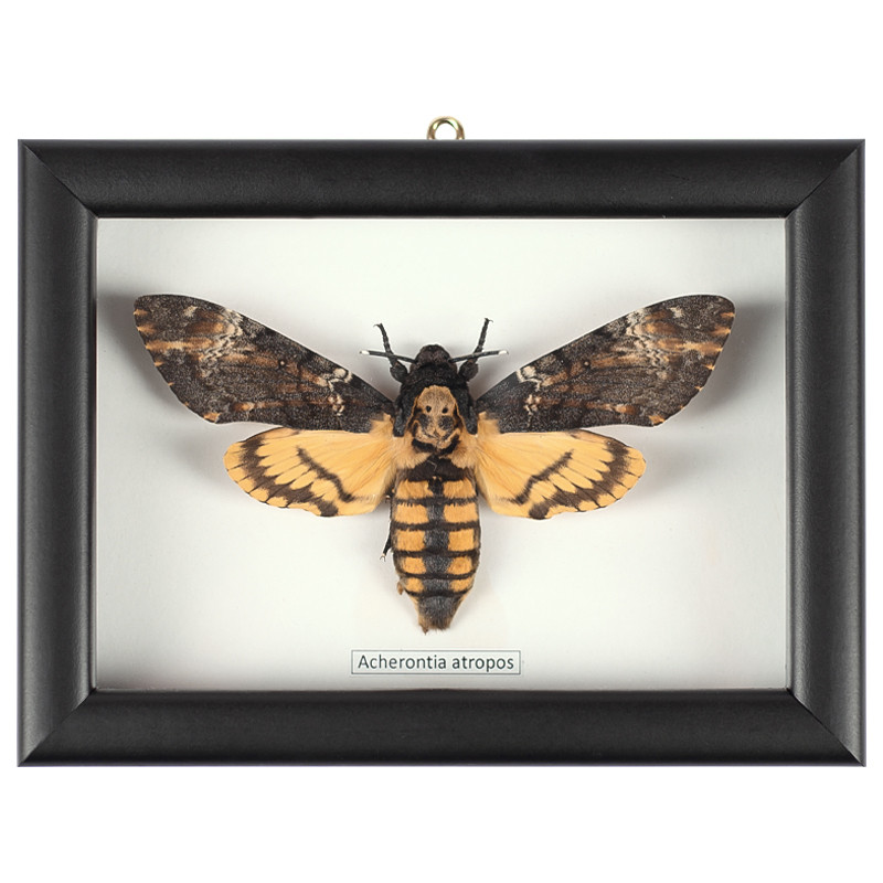 Аксессуар на стену Бабочка Acherontia atropos