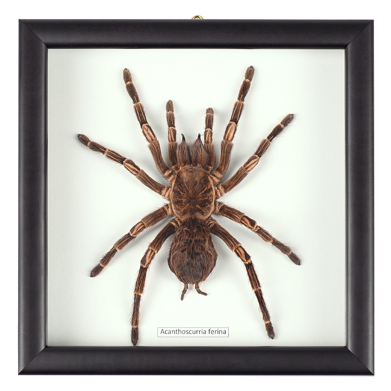 Аксессуар на стену Паук Acanthoscurria Ferina