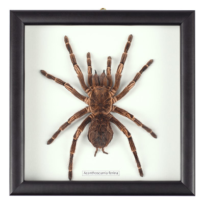 Аксессуар на стену Паук Acanthoscurria Ferina