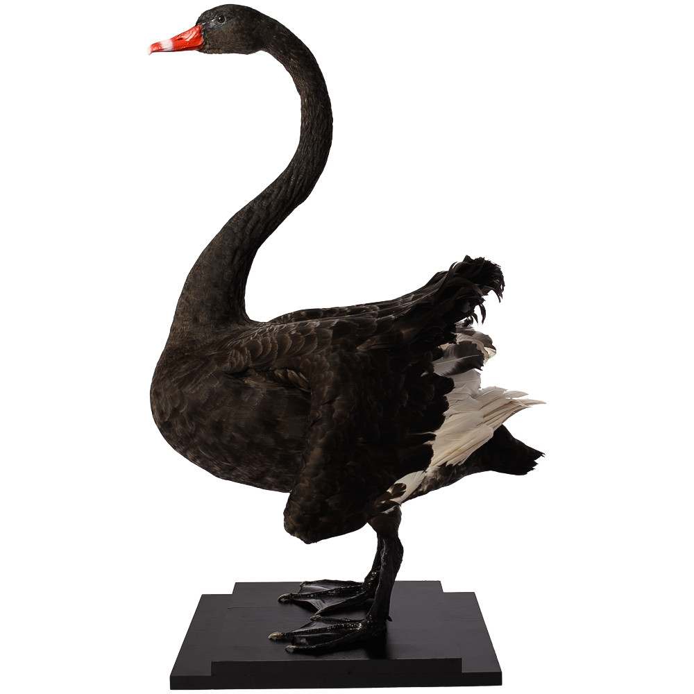 Настоящее чучело черного лебедя Black Swan