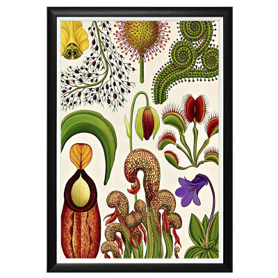 Постер Botanicum Poster