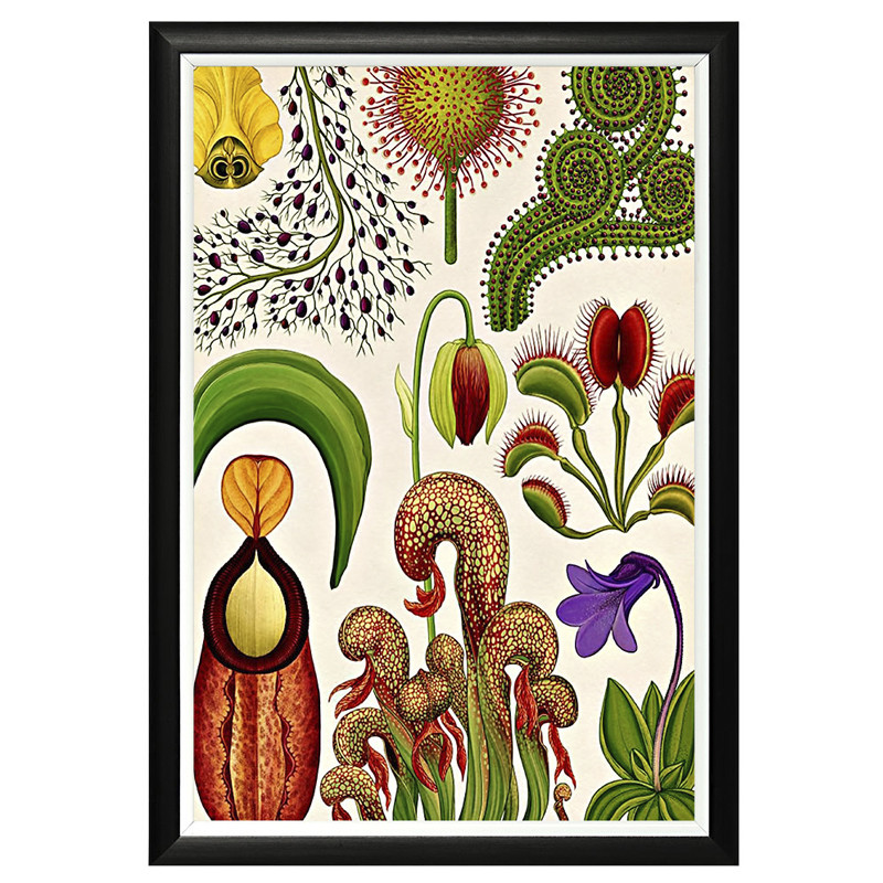 Постер Botanicum Poster