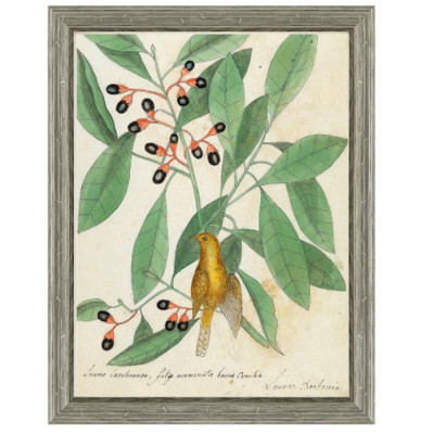 Постер Magic Berries