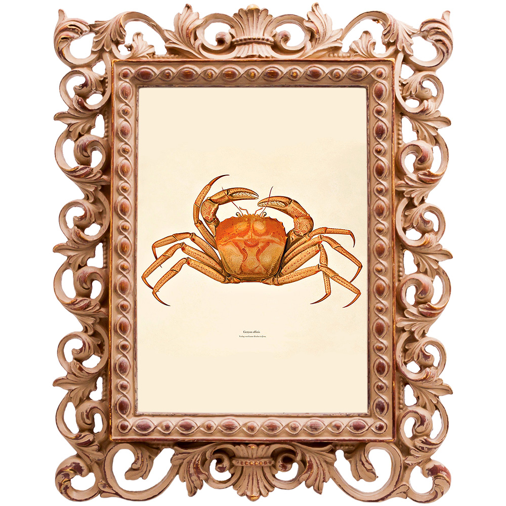 Постер Ocher Crab Poster