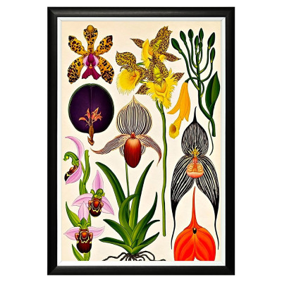 Постер Orchidarium