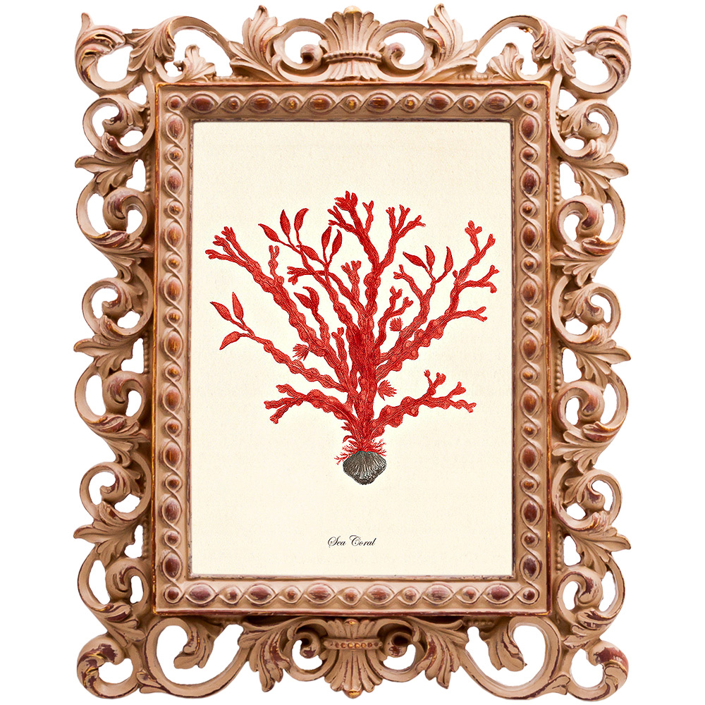 Постер Red Coral Poster 2