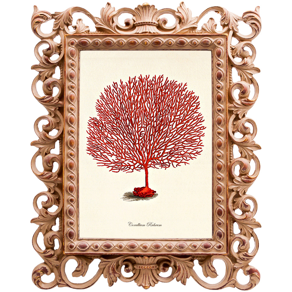 Постер Red Coral Poster 3
