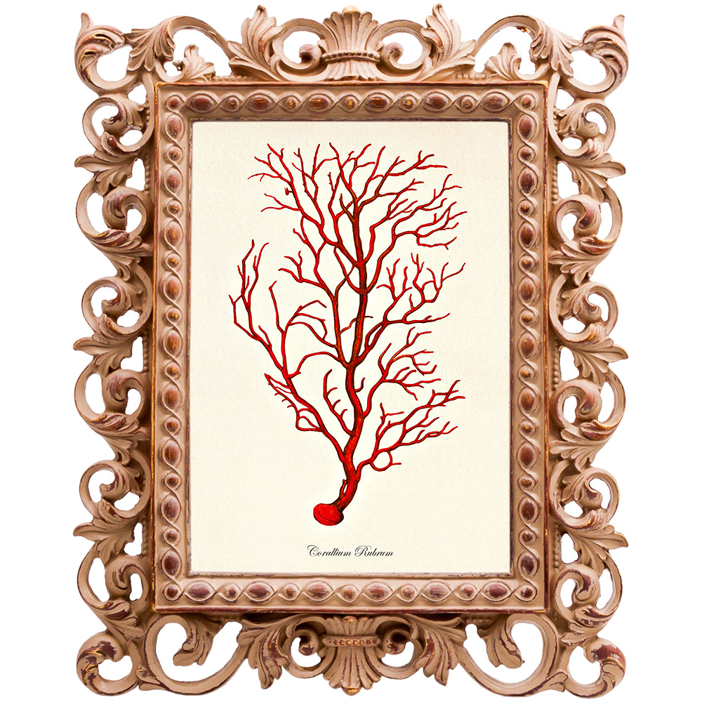 Постер Red Coral Poster 4