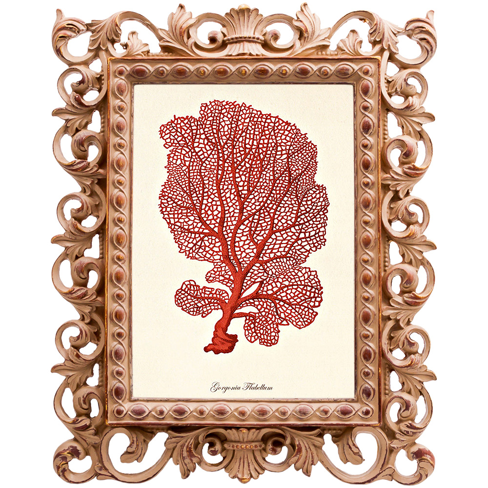 Постер Red Coral Poster 5