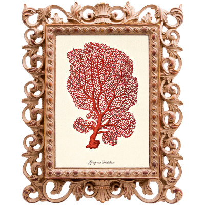 Постер Red Coral Poster 5