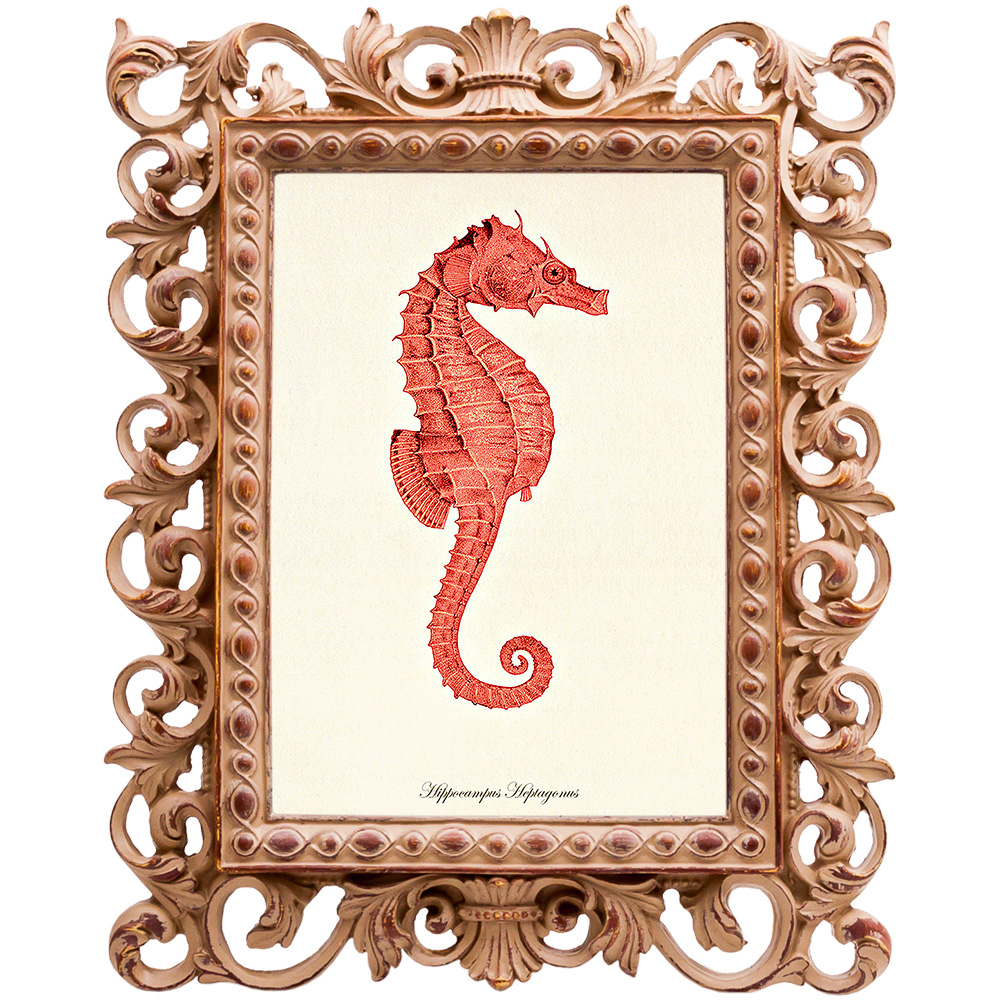 Постер Red Seahorse Poster