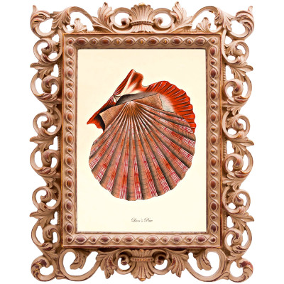 Постер Scarlet Scallop