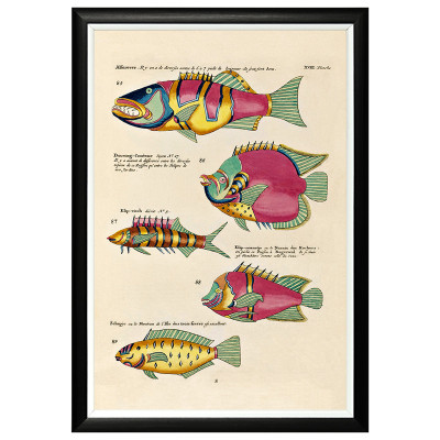 Постер в черной раме Fish Guide 11