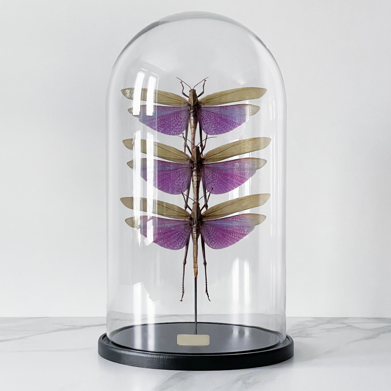 Статуэтка 3 Grasshoppers Titanacris Albipes Glass Cloche