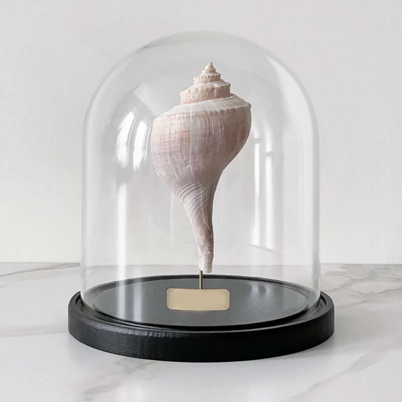 Статуэтка Busycon Canaliculatus Glass Cloche