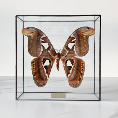 Статуэтка Butterfly Atlas Glass Box