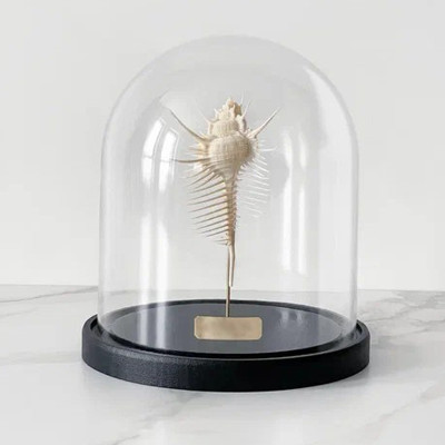 Статуэтка Murex Pecten Glass Cloche