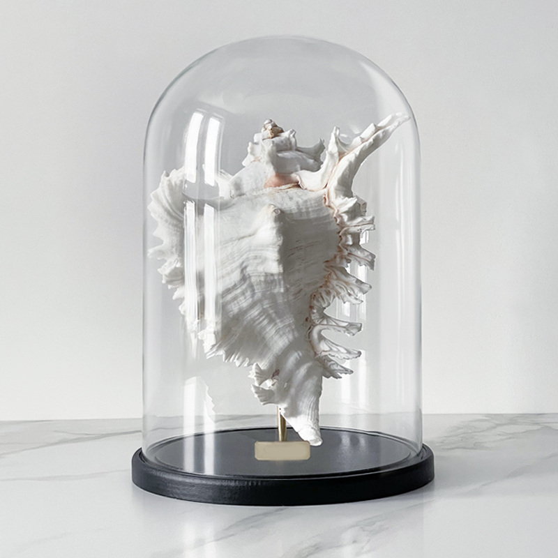 Статуэтка Murex Ramosus Glass Cloche XL