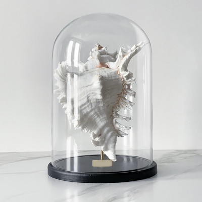Статуэтка Murex Ramosus Glass Cloche XL