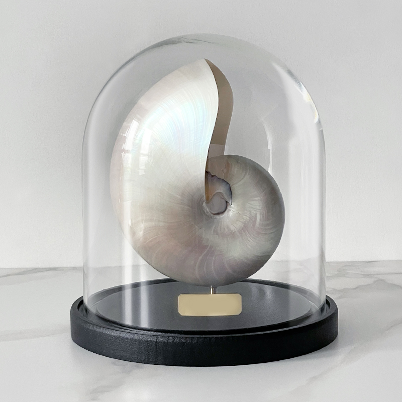 Статуэтка Nautilus Pompilius Nacre Glass Cloche