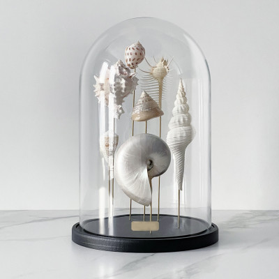 Статуэтка Shell Collection Glass Cloche 1