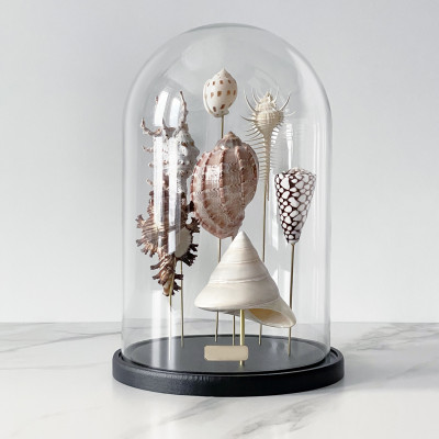 Статуэтка Shell Collection Glass Cloche 2