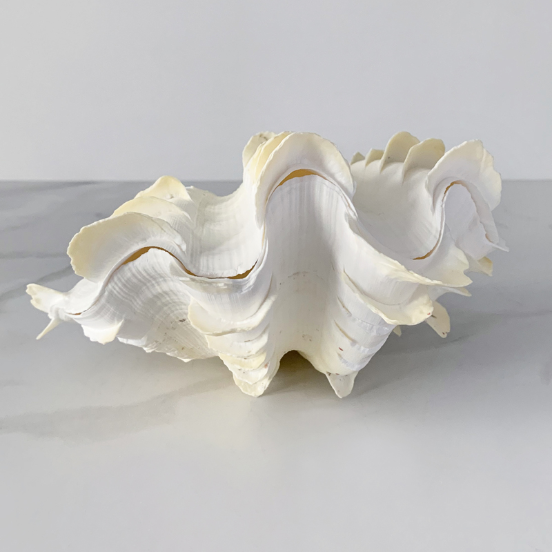 Статуэтка Tridacna Squamosa Shell S