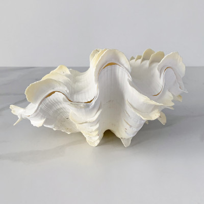 Статуэтка Tridacna Squamosa Shell S