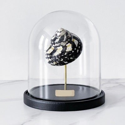 Статуэтка Turbo Cittarium Pica Glass Cloche