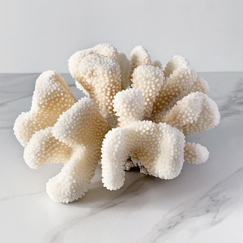 Статуэтка White Cauliflower Coral
