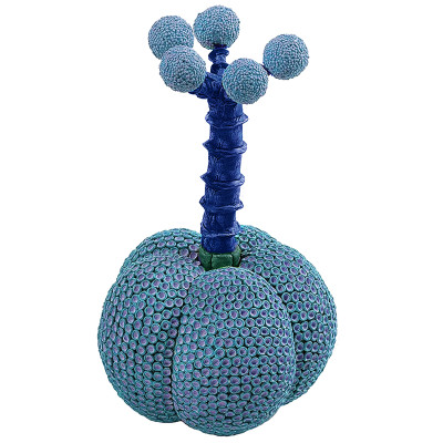 Статуэтка экзотический фрукт Exotic Tropical Fruit Blue 62