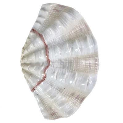 Фигурка из фарфора в виде одной створки ракушки Marine Tridacna