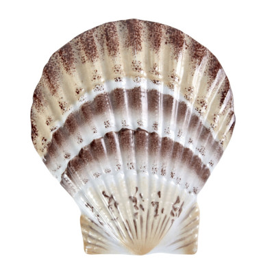 Фигурка из фарфора в виде ракушки морского гребешка Marine Tridacna