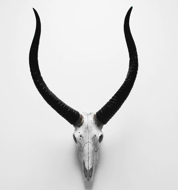 Череп антилопы с черными рогами