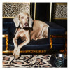 Аксессуары для животных Philipp Plein