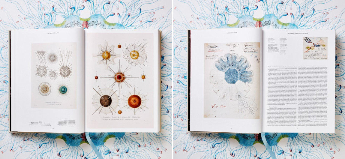 The Art and Science of Ernst Haeckel XXL