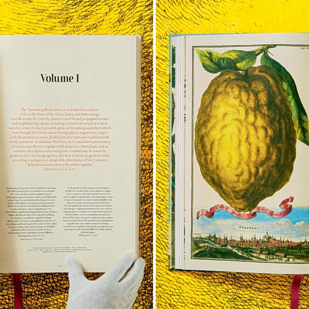 Volkamer Citrus Fruits