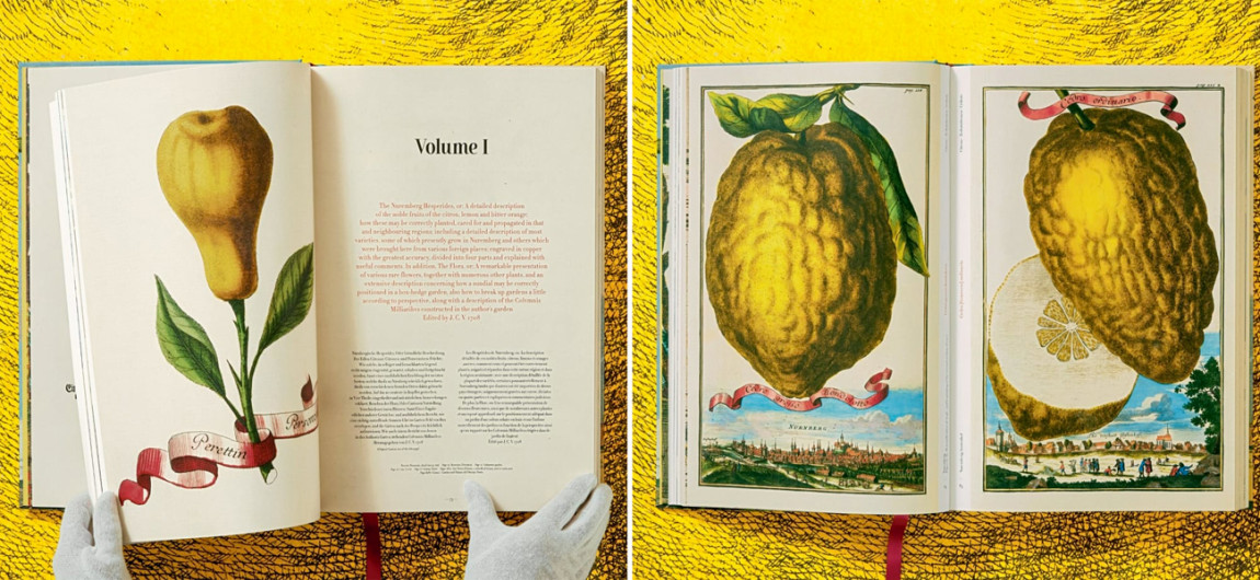 Volkamer Citrus Fruits
