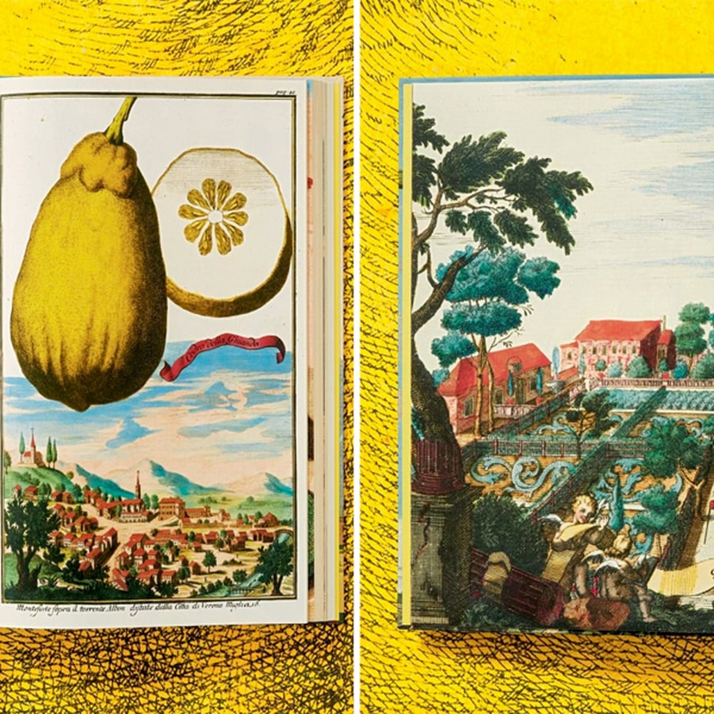 Volkamer Citrus Fruits