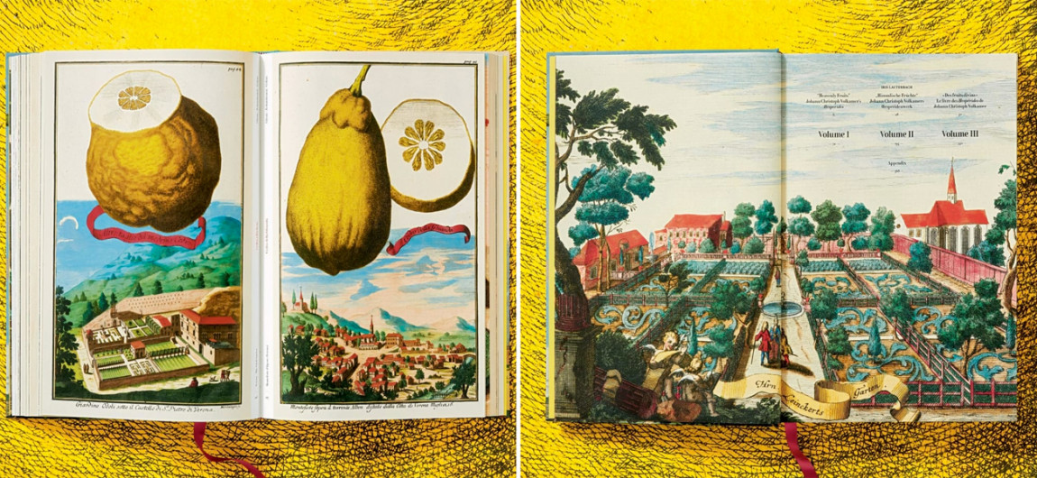 Volkamer Citrus Fruits