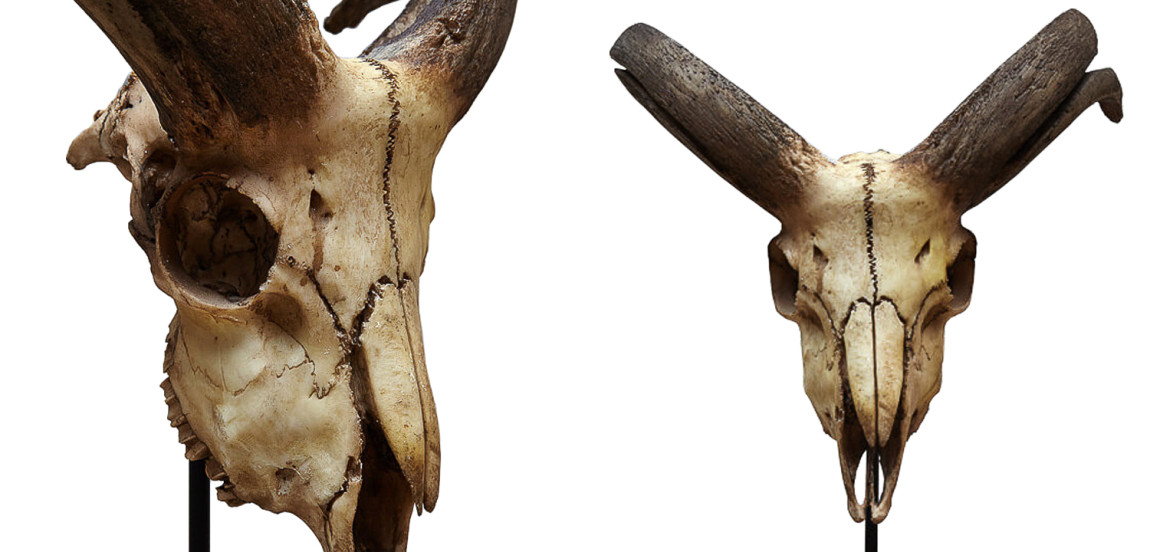 Аксессуар Goat Skull