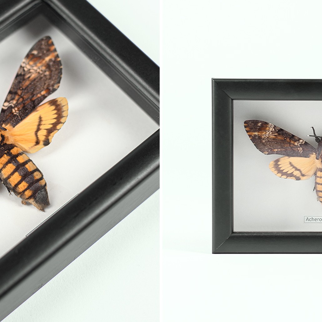 Аксессуар на стену Бабочка Acherontia atropos