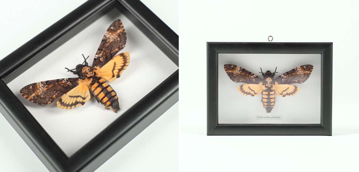 Аксессуар на стену Бабочка Acherontia atropos