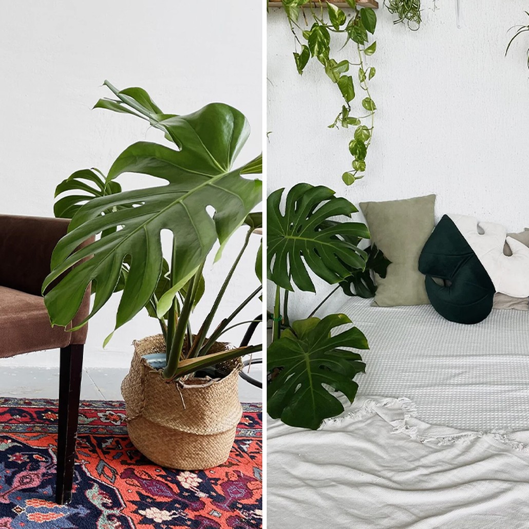 Декоративная подушка Botanical Cushion Monstera