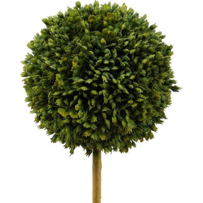 Декоративный искусственное растение Boxwood One