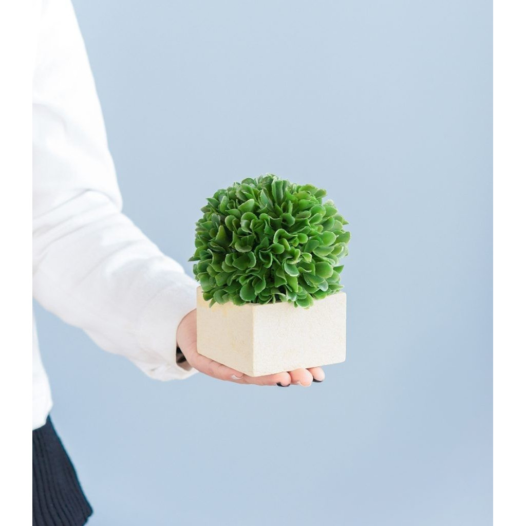 Декоративный искусственное растение Square boxwood